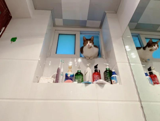 家里猫主子居然是个LSP,连洗澡、上厕所都要跟着! 家里猫主子居然是个LSP,连洗澡、上厕所都要跟着!