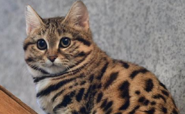 奥西猫和土耳其安哥拉猫打架谁更厉害