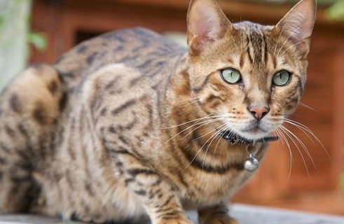 奥西猫和英国短毛猫打架谁更厉害 奥西猫和英国短毛猫打架谁更厉害