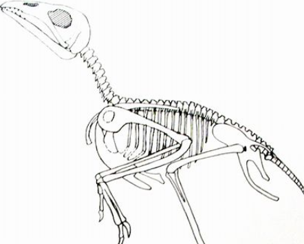 古生物龙城鸟,你了解吗? 古生物龙城鸟,你了解吗?
