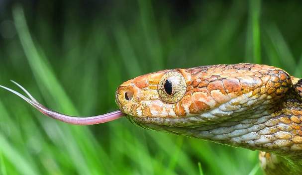 有毒的纹花林蛇你们怕了吗