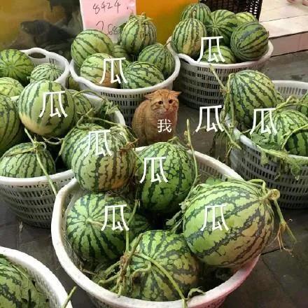 分手就弃养？狗狗做错了什么！我劝这类人还是别害狗了吧！