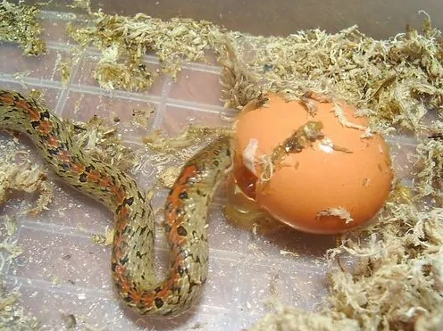 食蛋蛇：一种与蛋过不去的蛇类！