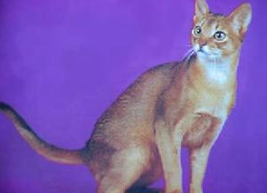 阿比西尼亚猫和新加坡猫哪个好养