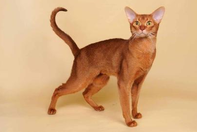 阿比西尼亚猫和挪威森林猫哪个聪明-谁智商高
