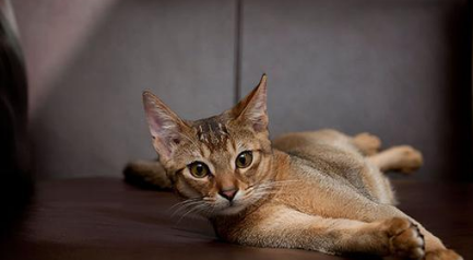 阿比西尼亚猫和夏特尔猫哪个好养 阿比西尼亚猫和夏特尔猫哪个好养