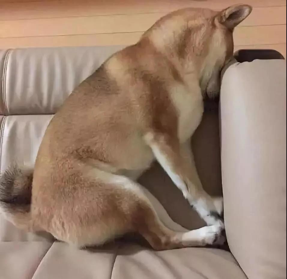 别看这些狗狗平时很软萌，其实是个大醋包！