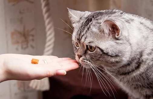 那些徒手给猫喂药的人,后来都怎么样了?.png 那些徒手给猫喂药的人,后来都怎么样了?.png