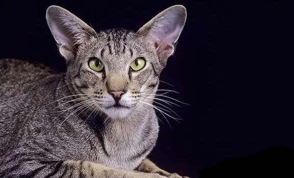 阿比西尼亚猫和土耳其安哥拉猫打架谁更厉害