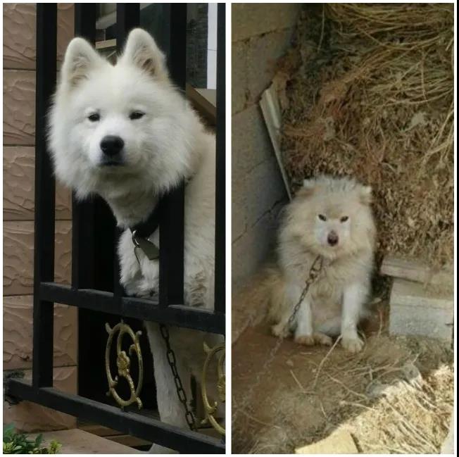 狗狗回乡过年前后大对比:你谁啊?我家狗呢! 狗狗回乡过年前后大对比:你谁啊?我家狗呢!