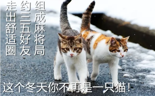 猫到底能不能遛？.png
