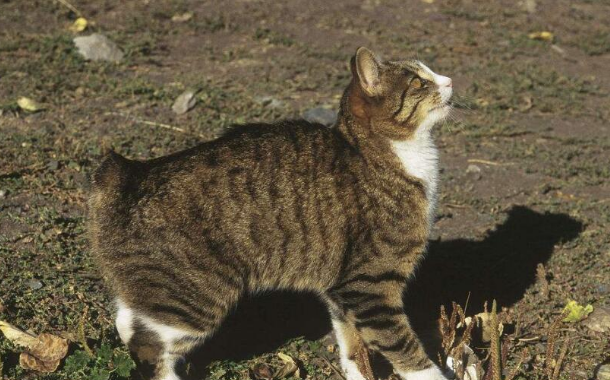 阿比西尼亚猫和曼岛无尾猫打架谁更厉害