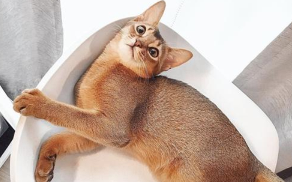阿比西尼亚猫和缅甸猫哪个好养