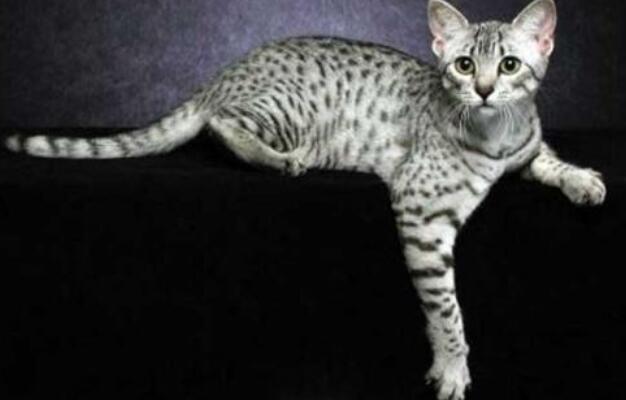 埃及猫和喜马拉雅猫打架谁更厉害