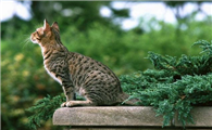 奥西猫和布偶猫打架谁更厉害