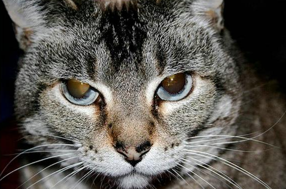 埃及猫和巴厘猫打架谁更厉害 埃及猫和巴厘猫打架谁更厉害