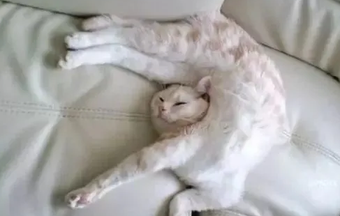 叫猫起床不但不起还打人？这起床气也太大了......