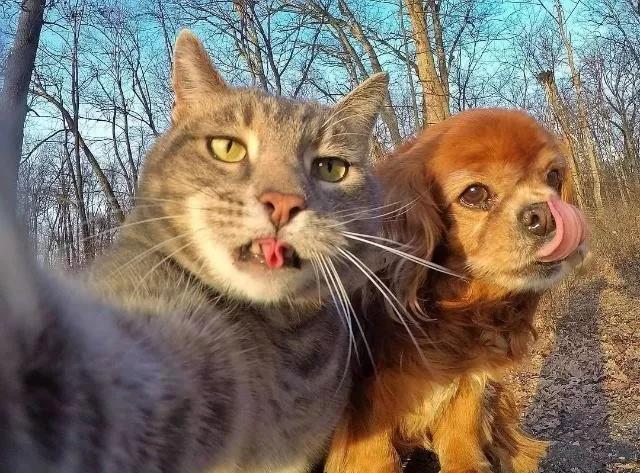 酷!这只猫不仅会自拍,还有一群狗狗当保镖.jpg 酷!这只猫不仅会自拍,还有一群狗狗当保镖.jpg