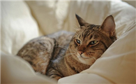 奥西猫和异国短毛猫打架谁更厉害
