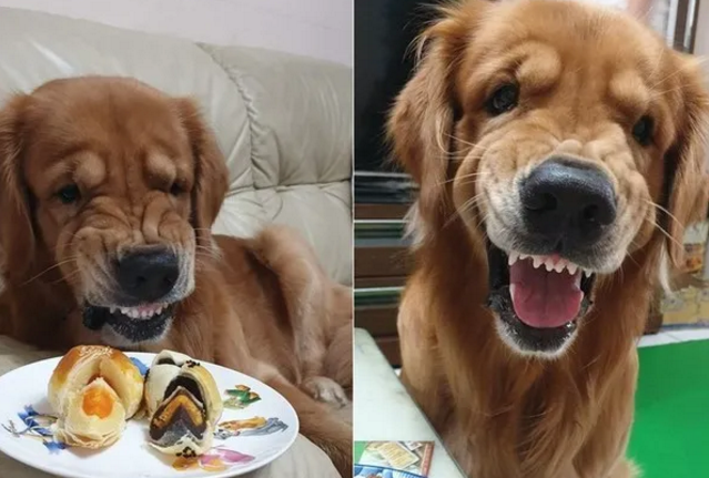 温柔金毛一看到美食,竟会瞬间变脸,气到脸拧成一团.