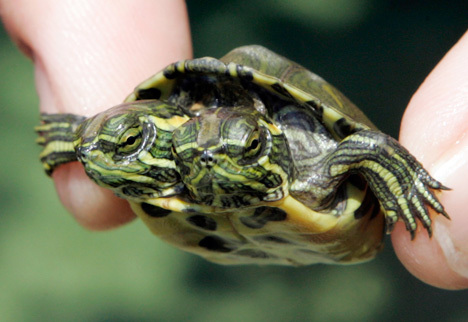 巴西翠龟的特点是什么