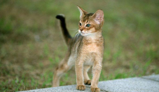 阿比西尼亚猫和日本短尾猫哪个好养