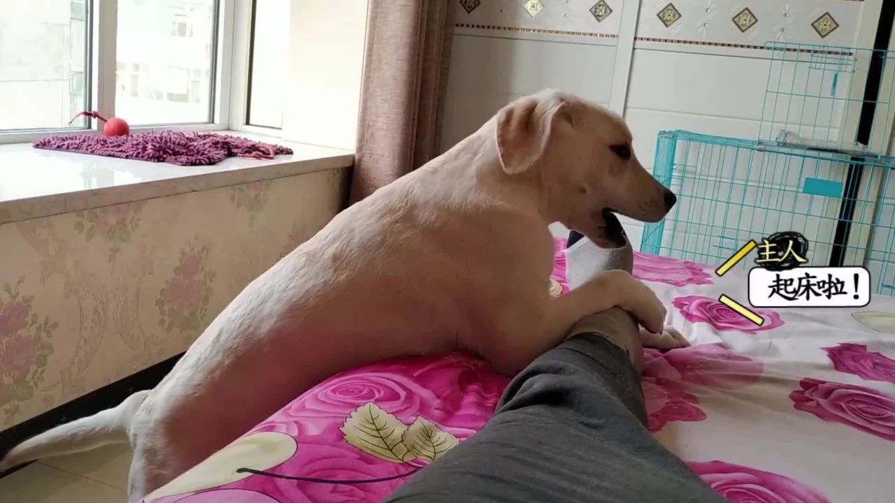 狗狗叫主人起床的七种方式,你家是哪种?.jpg 狗狗叫主人起床的七种方式,你家是哪种?.jpg