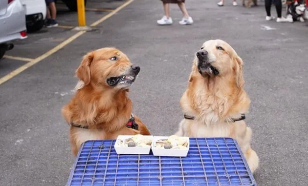 温柔金毛一看到美食,竟会瞬间变脸,气到脸拧成一团.