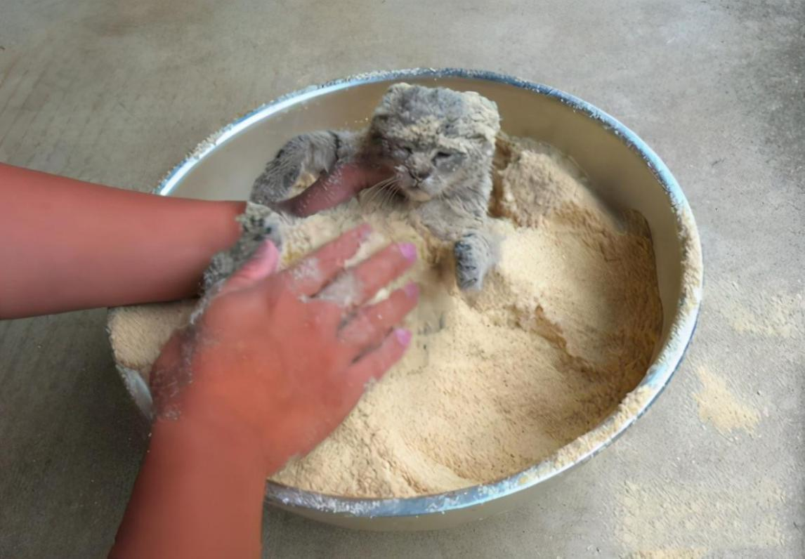 裹米糠粉救小奶猫,小伙这操作,暖心! 裹米糠粉救小奶猫,小伙这操作,暖心!