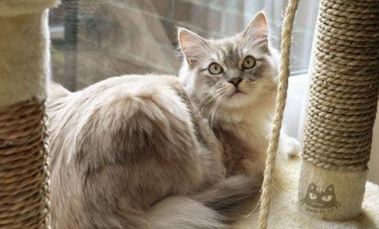 阿比西尼亚猫和褴褛猫哪个好养