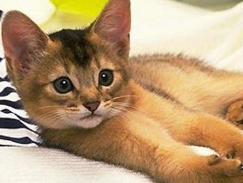 阿比西尼亚猫和折耳猫哪个好养 阿比西尼亚猫和折耳猫哪个好养