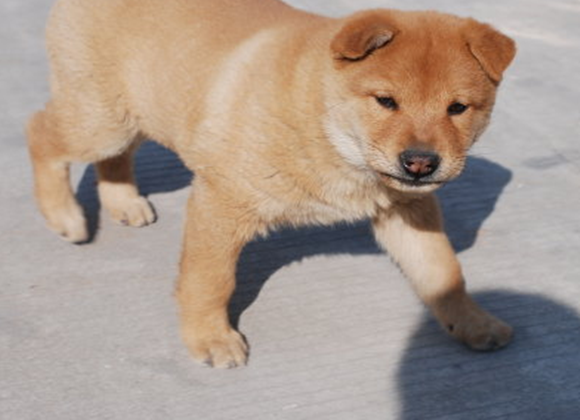 中国版《忠犬八公》开机，中华田园犬你终于翻身了！