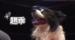 狗狗美食诱惑赛：边牧不愧是边牧，而二哈....哈哈哈果然没让人失望！
