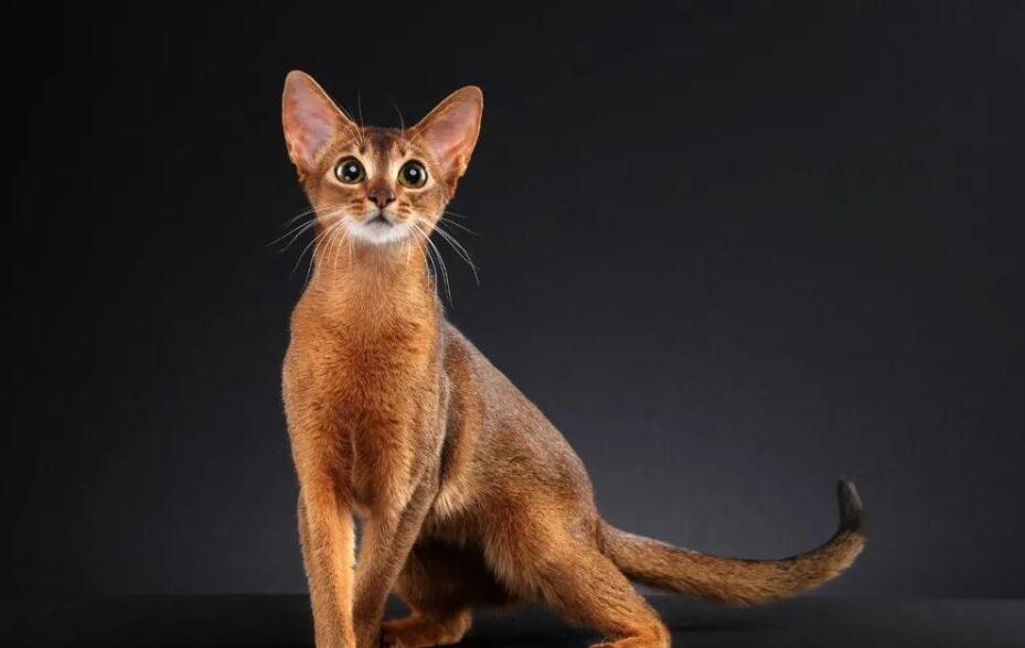 阿比西尼亚猫和曼岛无尾猫哪个聪明-谁智商高