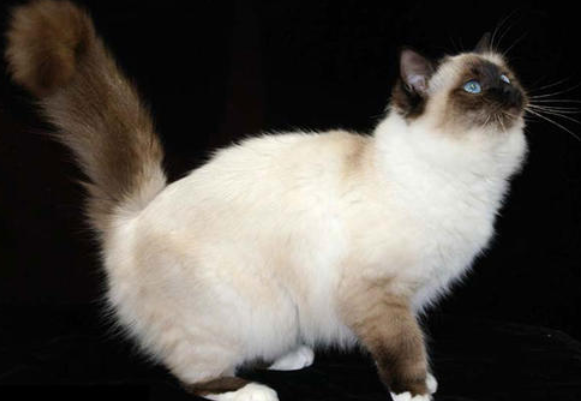 伯曼猫和东奇尼猫打架谁更厉害