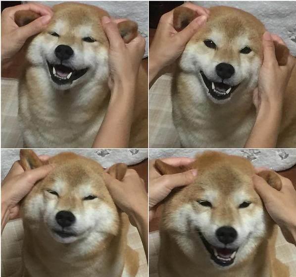 狗狗的模仿能力到底有多强？.jpg