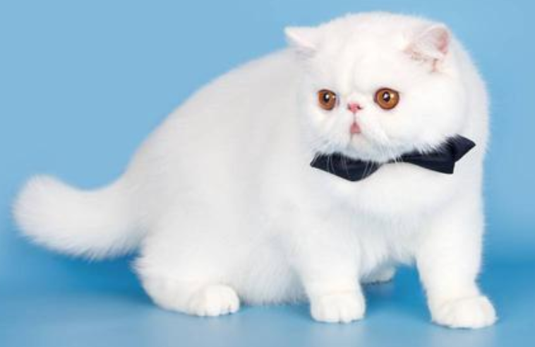 波斯猫和缅因猫打架谁更厉害