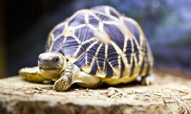 怎么防治印度星龟软脚病