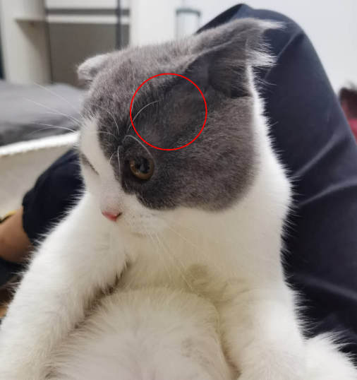 生活压力太大,连猫都秃头了....png 生活压力太大,连猫都秃头了....png