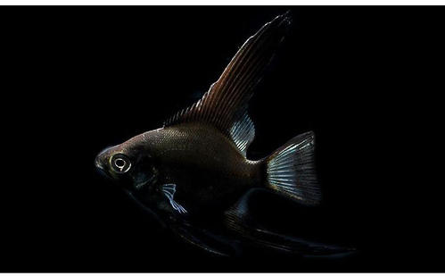 选购黑神仙鱼的3个技巧简单实用