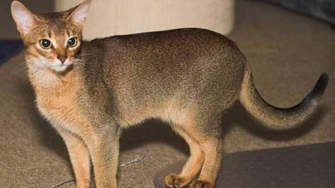 阿比西尼亚猫和缅因猫哪个好养