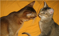 阿比西尼亚猫和美国硬毛猫打架谁更厉害