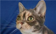 埃及猫和美国硬毛猫打架谁更厉害