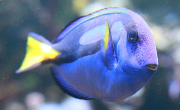 奉上蓝吊的挑选技巧，水族老板从不外传的秘密