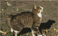 阿比西尼亚猫和曼岛无尾猫打架谁更厉害