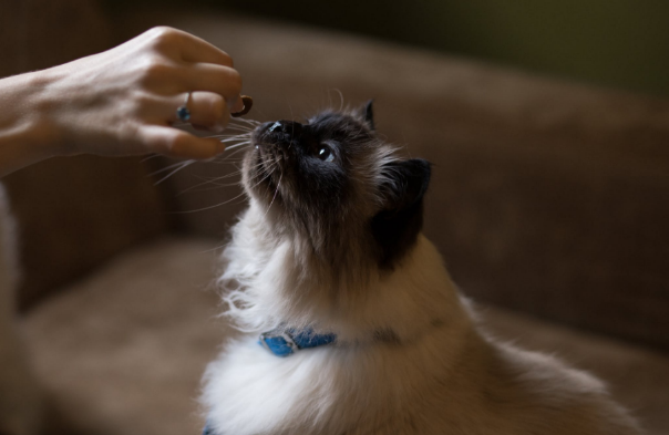 猫犯错后,如何正确的教育? 猫犯错后,如何正确的教育?