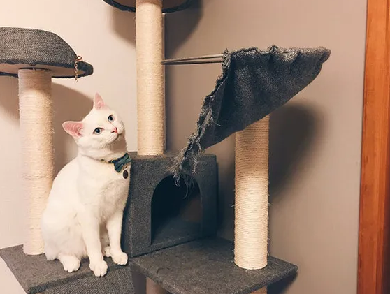 这么久了，你真的懂你的猫吗？它拆家除了调皮还有......