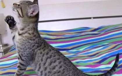 埃及猫和挪威森林猫打架谁更厉害 埃及猫和挪威森林猫打架谁更厉害