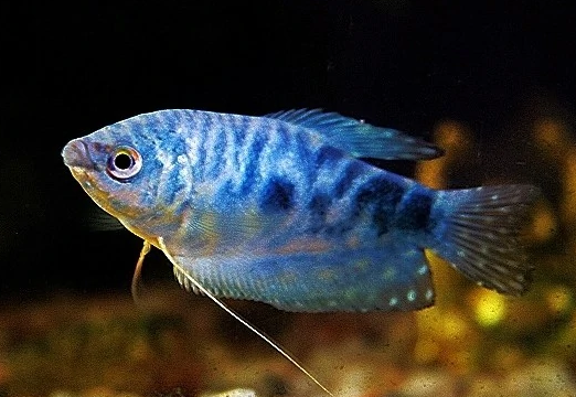 "不死小强"蓝曼龙鱼,你们知道如何挑选吗?