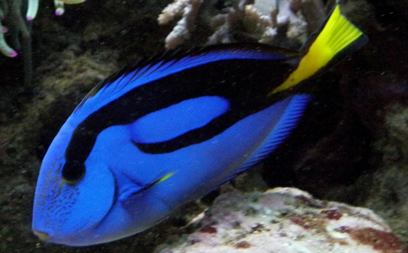 奉上蓝吊的挑选技巧，水族老板从不外传的秘密